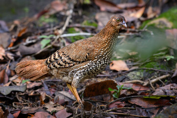 Ceylon Junglefowl - Gallus lafayettii, iconic colored national bird of Sri Lanka from Sinharadja national park, Sri Lanka.