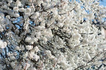 White flowers against a blurred background