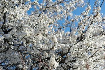 White flowers against a bright background
