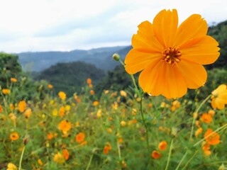field of poppies