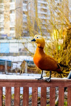 Waterfowl red duck ogar (lat.Tadorna ferruginea) stands on a small fence.