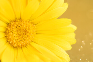 Macro photo of calendula flower, calendula officinalis or english calendula. Selective focus. Concesion postcard, homeopathy. Copy space