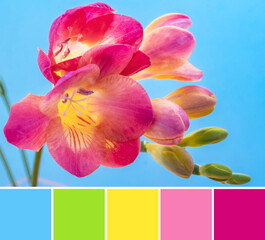 Close up beautiful blossom of pink violet and yellow freesia flower with green buds on bright light...