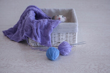 Rat dumbo husky sits in a white box with knitting and balls of thread