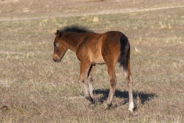 Wild Horse Foal in the Utah Desert