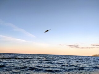 Gabbiani in volo sul mare in un tramonto estivo
