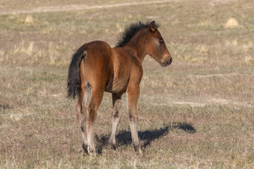 Obraz premium Wild Horse Foal in the Utah Desert