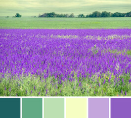 Green spring field of blooming purple violet flower Consolida regalis (Forking Larkspur, Rocket larkspur). Color palette swatches, fresh fashion trends in color combination inspired by natural beauty.