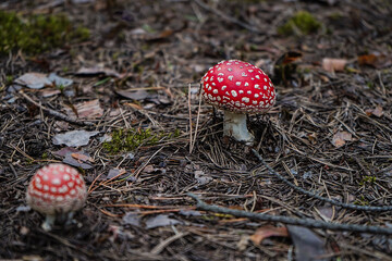 fly agaric mushroom
