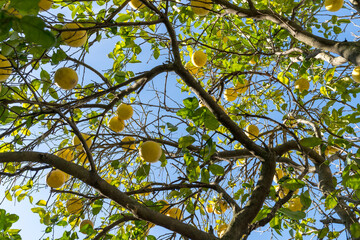 The grapefruit is a subtropical citrus tree known for its relatively large sour to semisweet, somewhat bitter fruit.