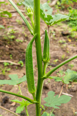 Young green okra on tree in vegetable garden garden.