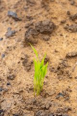 Young rice sprout ready to growing in the rice field.