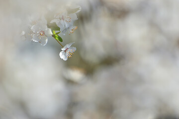White flower against a blurred background