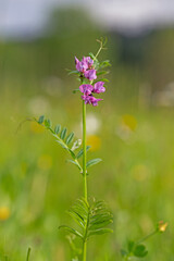 Vicia sepium or bush vetch is a plant species of the genus Vicia. Bush vetch (Vicia sepium) blooming on a meadow
