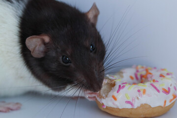 Black and white rat eating a sweet multi-colored donut