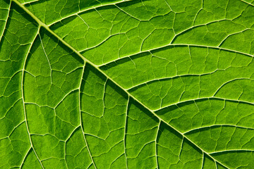 Fototapeta na wymiar Green leaf with close-up plant veins. Natural background