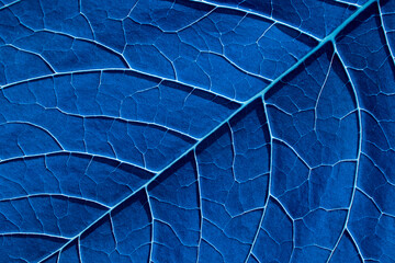 BLue leaf with close-up plant veins. Natural background