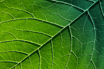 Naklejka na ściany i meble Close-up gradient green leaf plant. Natural texture