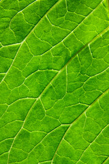 Fototapeta na wymiar Close-up green leaf of a plant with veins. Natural texture, background