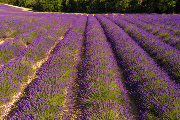 Naklejka na ściany i meble Lavender fields at Plateau de Valensole, Provence, southern France
