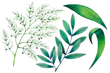 Set with greenery:asparagus sprig,marigold and lily green leaves.Watercolor hand-drawn illustrations.Botanical drawings on white background.Natural clipart for prints,stickers,fabrics,cards,paper,ets