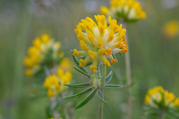 Anthyllis vulneraria, the common kidneyvetch, kidney vetch or woundwort is a medicinal plant  native to Europe. Common kidneyvetch (Anthyllis vulneraria) flowers 