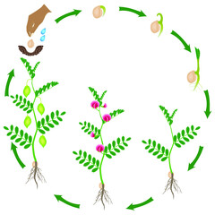 Cycle of growth of a chickpea plant on a white background.