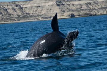 Ballenas