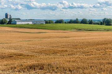 Yellow farm field