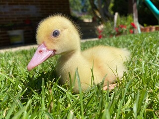 duck in the grass