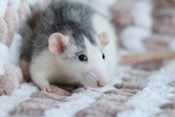 Rat close-up macro sitting on a knitted plaid