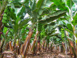 Gran Canaria, Spain - 10/23/2007: Banana plantation with banana tree