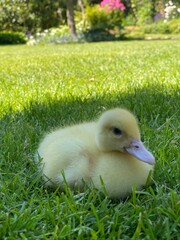 baby duck in the grass