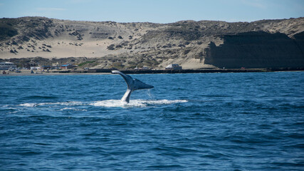 Fototapeta premium Ballenas