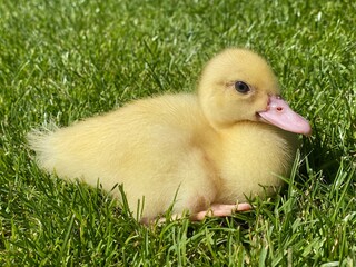 baby duck in grass