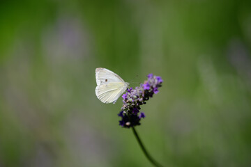 One small butterfly on blue lavender flowers in a sunny summer day in Scotland, United Kingdom, with selective focus, beautiful outdoor floral background.