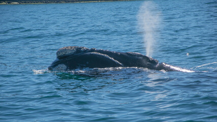 Ballenas