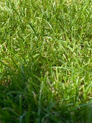green grass background