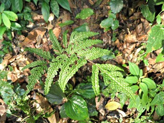 fern in the forest, up close view of fern leaf with bumpy surface