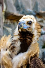 Black vulture close-up on a background of stone walls. 