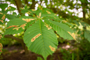 Horse chestnut leafs affected by Horse chestnut leaf-mining moth resulting in brown stains