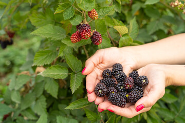 blackberry Farmer woman hands holding . Fresh organic  fresh berry bush local farming. agricultural theme harvest summer time. Horizontal composition. Offering showing fresh picking berries. Harvest 