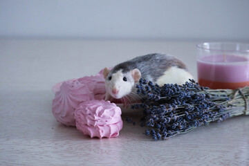 A rat sits on a saucer next to sweets and pink marshmallows. Near a bouquet of lavender and a candle.