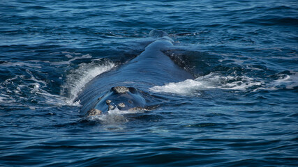 Fototapeta premium Ballenas