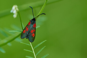 Fototapeta premium Kleines Fünffleck-Widderchen (Zygaena viciae) 