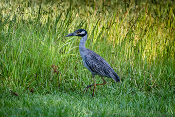 yellow-crowned night-heron in the grass