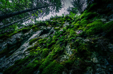 Fototapeta na wymiar Old mossy stone wall in pine trees in green forest. Evening in a spooky woods.