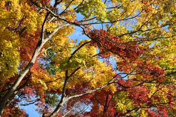 Red and yellow leaves in fall