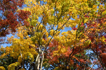 Red and yellow leaves in fall