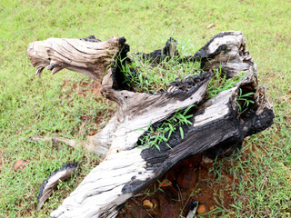 Fototapeta na wymiar Grass growing in a decomposed old tree root